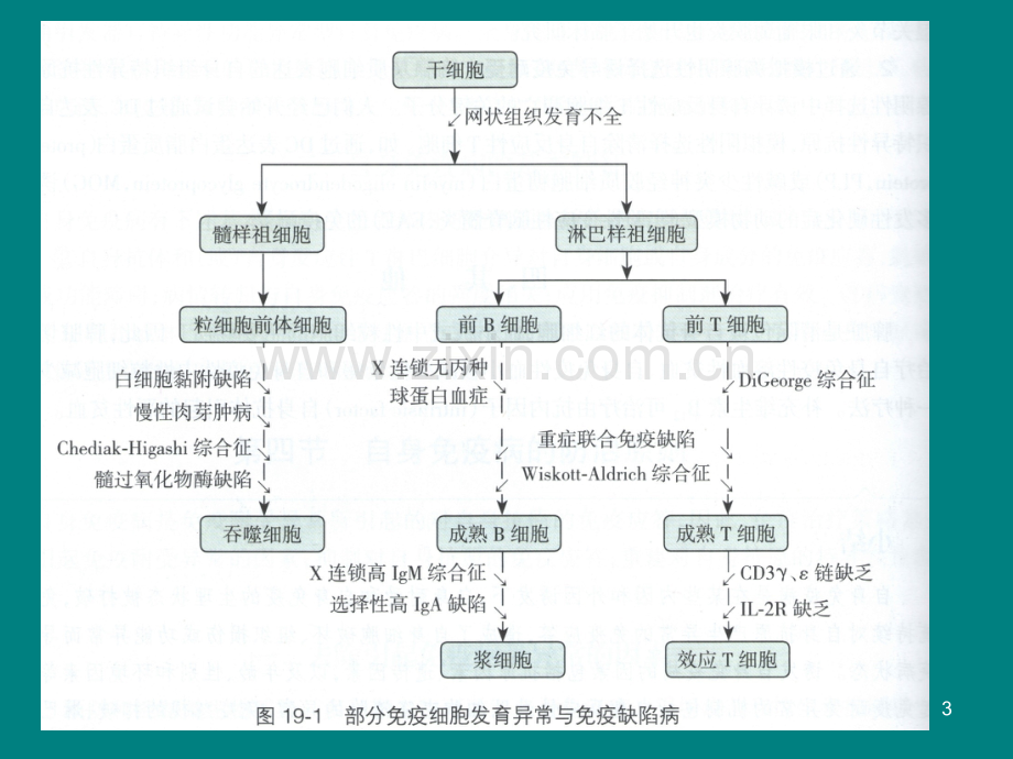 C19免疫缺陷ppt课件.ppt_第3页