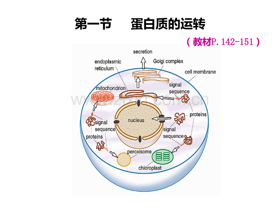 第七章-蛋白质的转运与信号传导(1)PPT课件.ppt_第2页