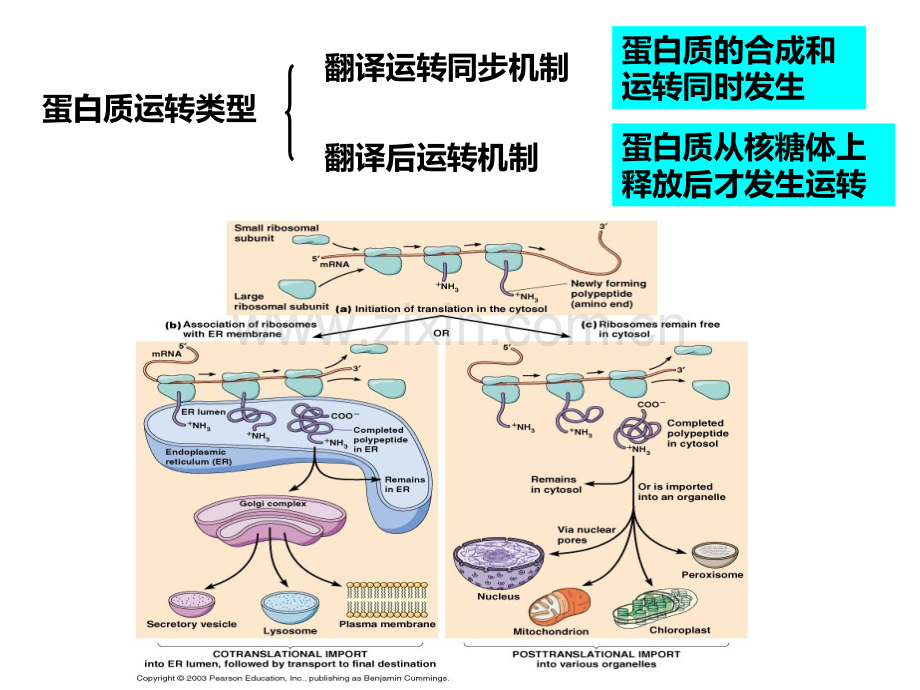 第七章-蛋白质的转运与信号传导(1)PPT课件.ppt_第3页