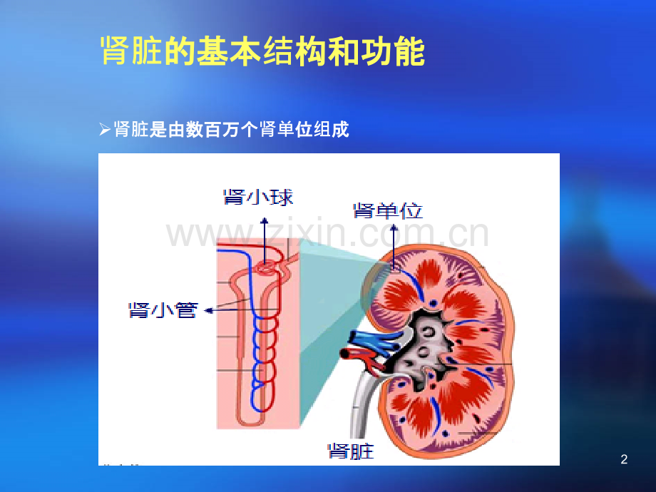 常用肾功能实验室检测.ppt_第2页