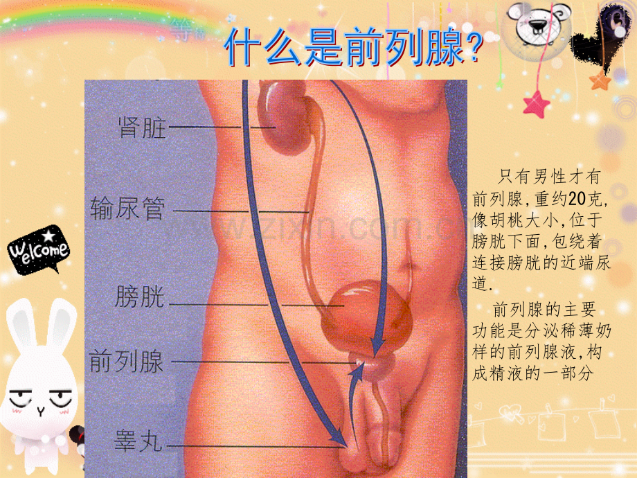 BH健康教育讲座前列腺增生症ppt课件.ppt_第3页