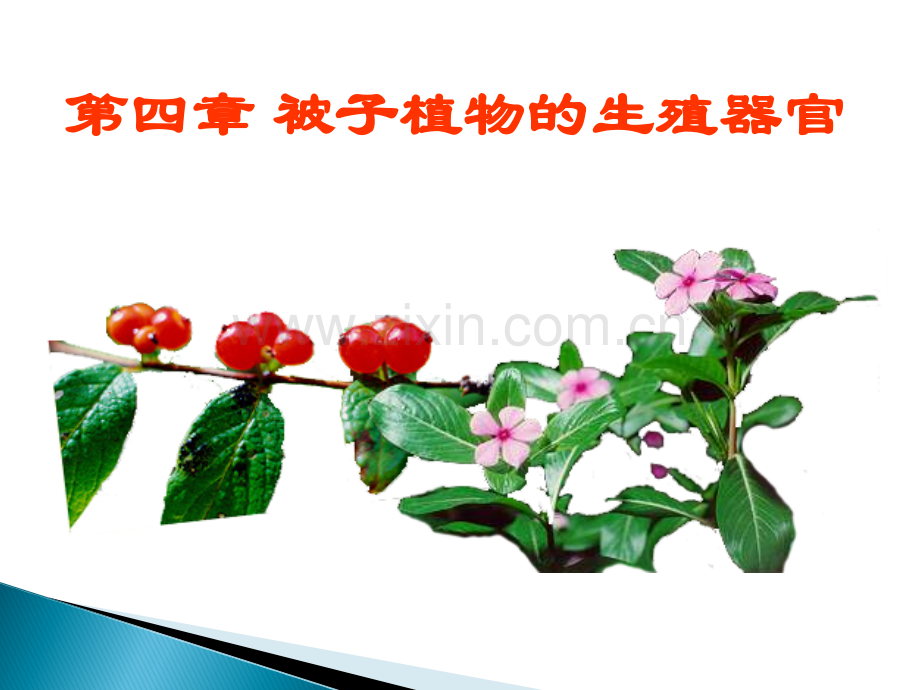 被子植物生殖器官.ppt_第1页