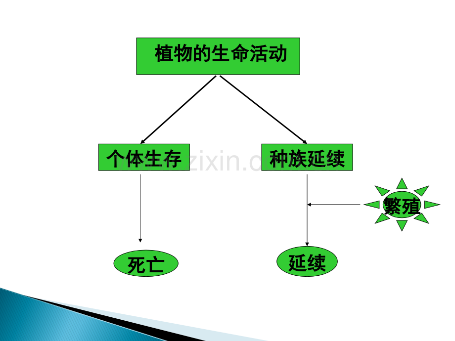 被子植物生殖器官.ppt_第2页