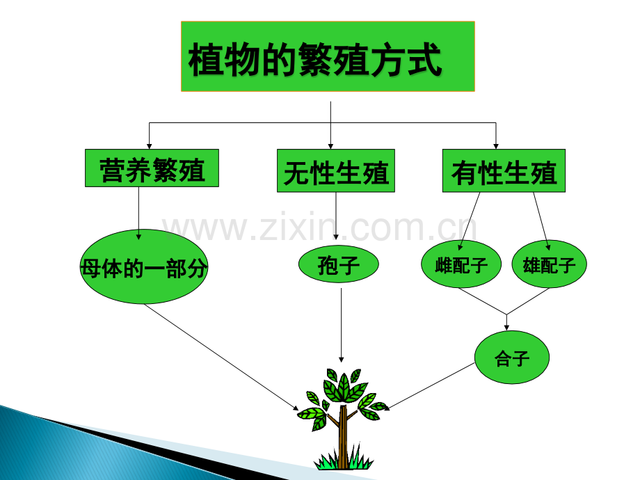 被子植物生殖器官.ppt_第3页