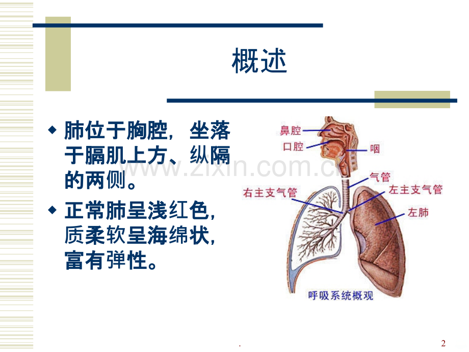 肺脏解剖及分段PPT课件.ppt_第2页