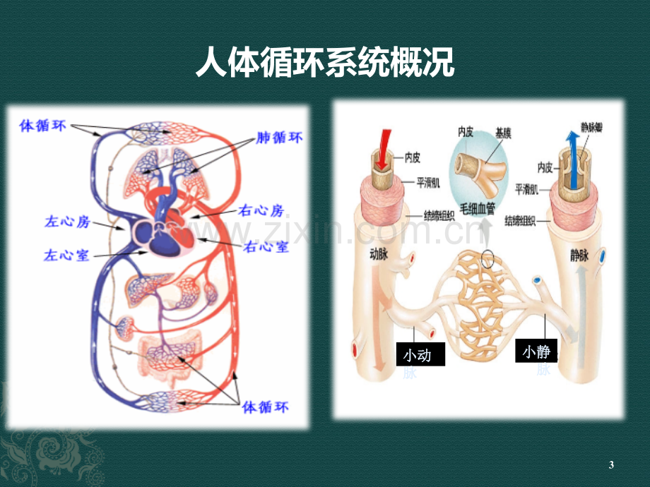 心血管疾病与治疗培训ppt课件.pptx_第3页