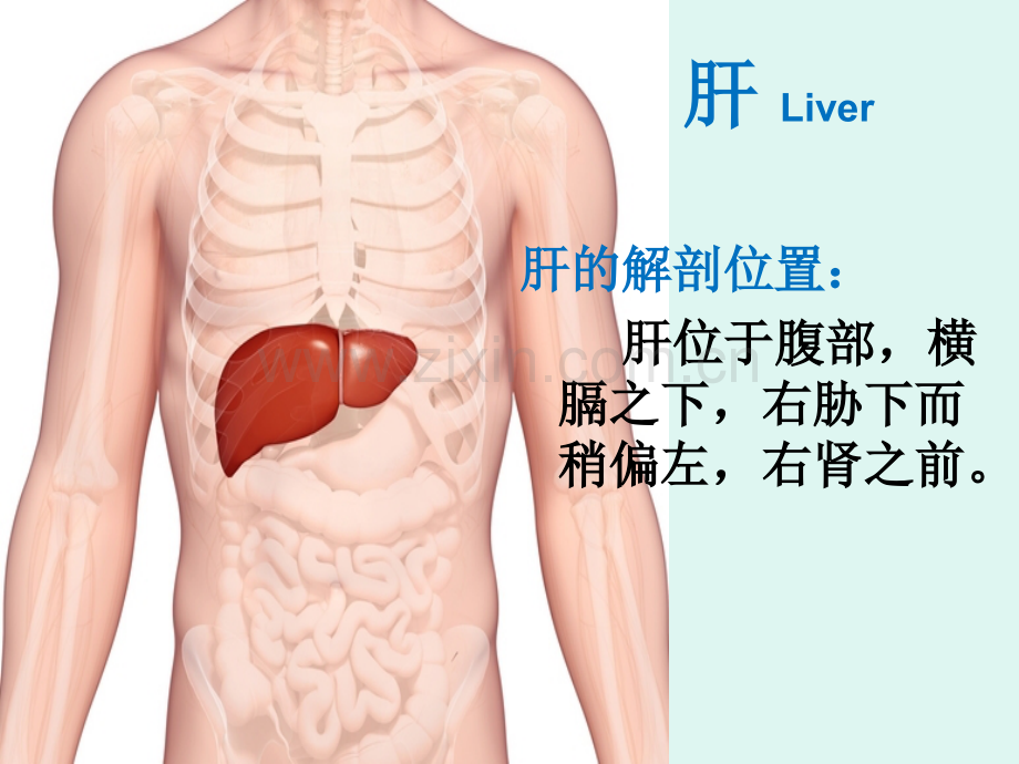 藏象五脏肝-中医基础理论教学课件.ppt_第3页