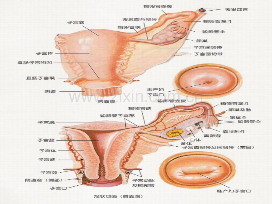 子宫颈和子宫腔手术ppt课件.ppt_第3页