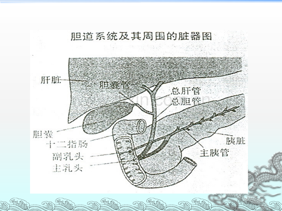 营养与肿瘤.ppt_第3页