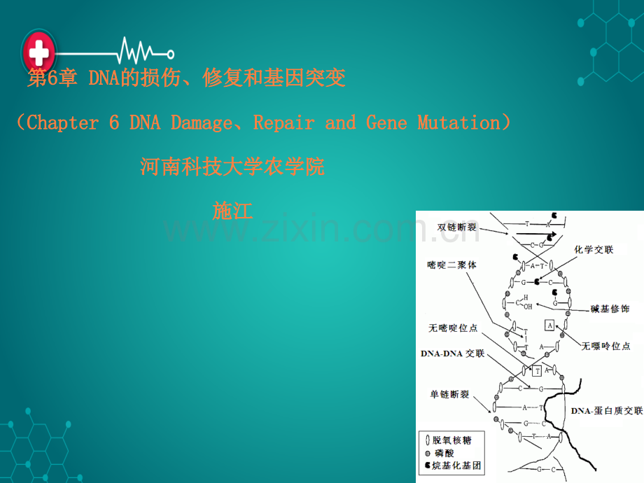 第六章-2DNA的损伤、修复和基因突变ppt课件.ppt_第1页