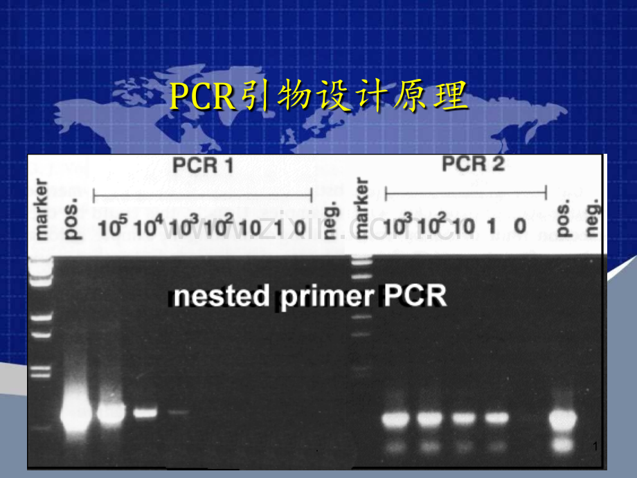 PCR引物设计原理资料PPT课件.ppt_第1页