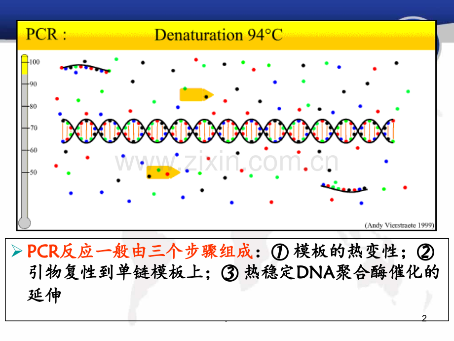 PCR引物设计原理资料PPT课件.ppt_第2页