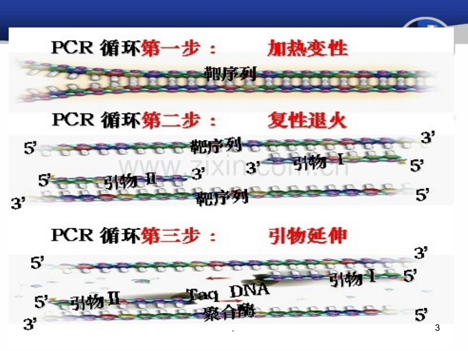 PCR引物设计原理资料PPT课件.ppt_第3页