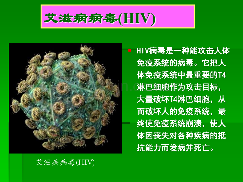 AIDS艾滋病概况、病理及防护推广ppt课件.ppt_第3页