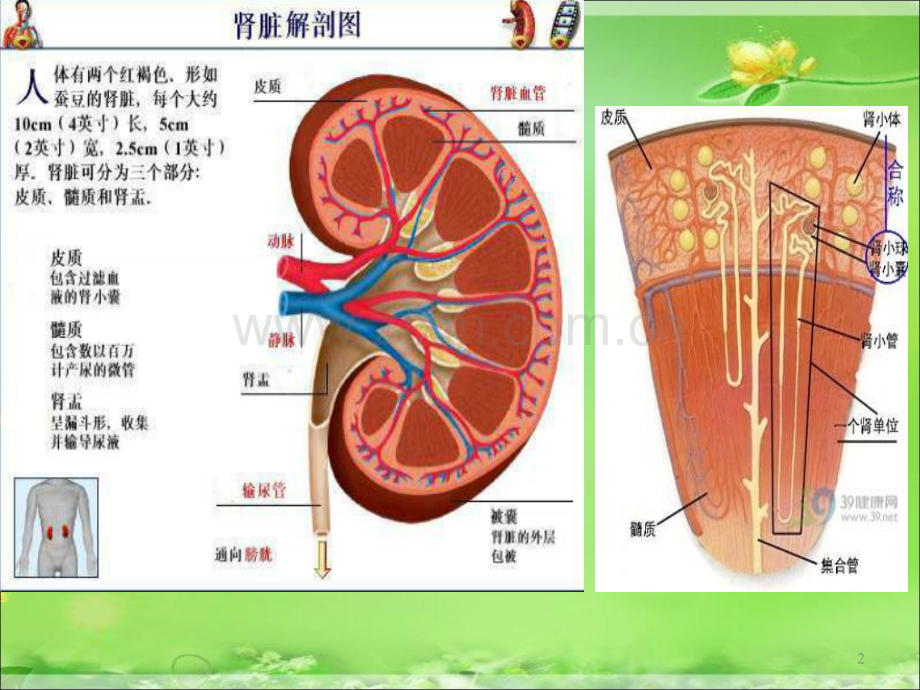 [诊断学]-常用肾功能实验室检测.ppt_第2页