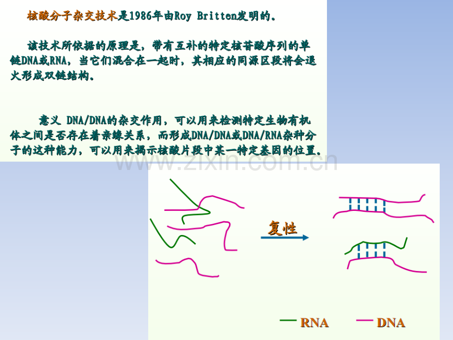 分子生物学硕士.pptx_第3页