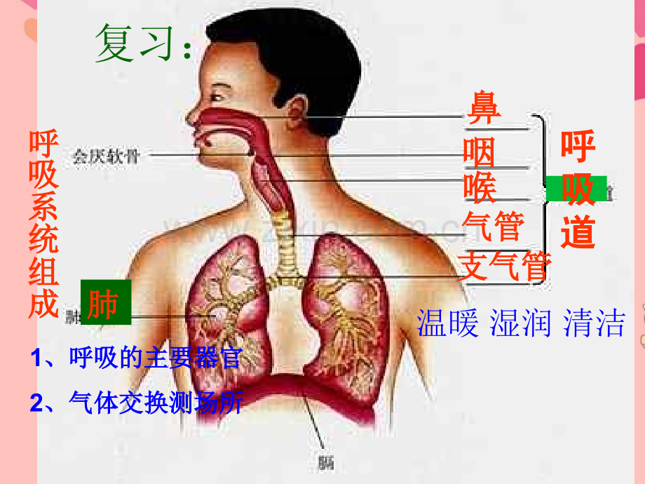 32发生在肺内的气体交换新人教版.pptx_第1页