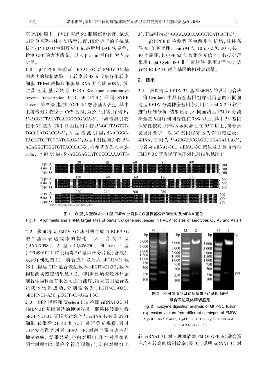 采用GFP标记筛选抑制多血清型口蹄疫病毒3C基因表达的siRNA.pdf_第3页