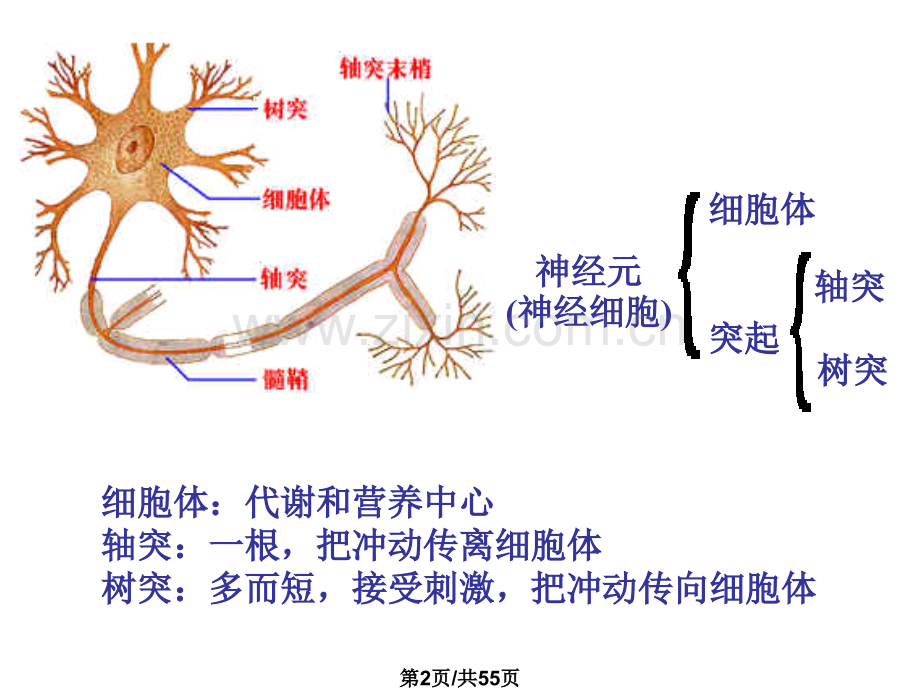 高三复习.pptx_第2页