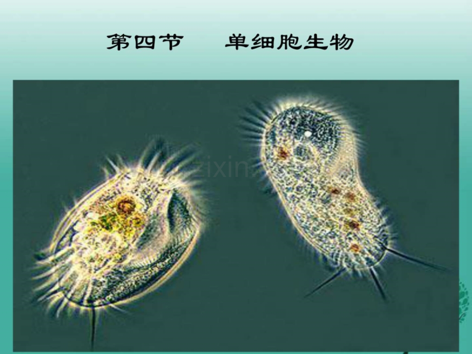 新人教版七级生物上册单.pptx_第1页