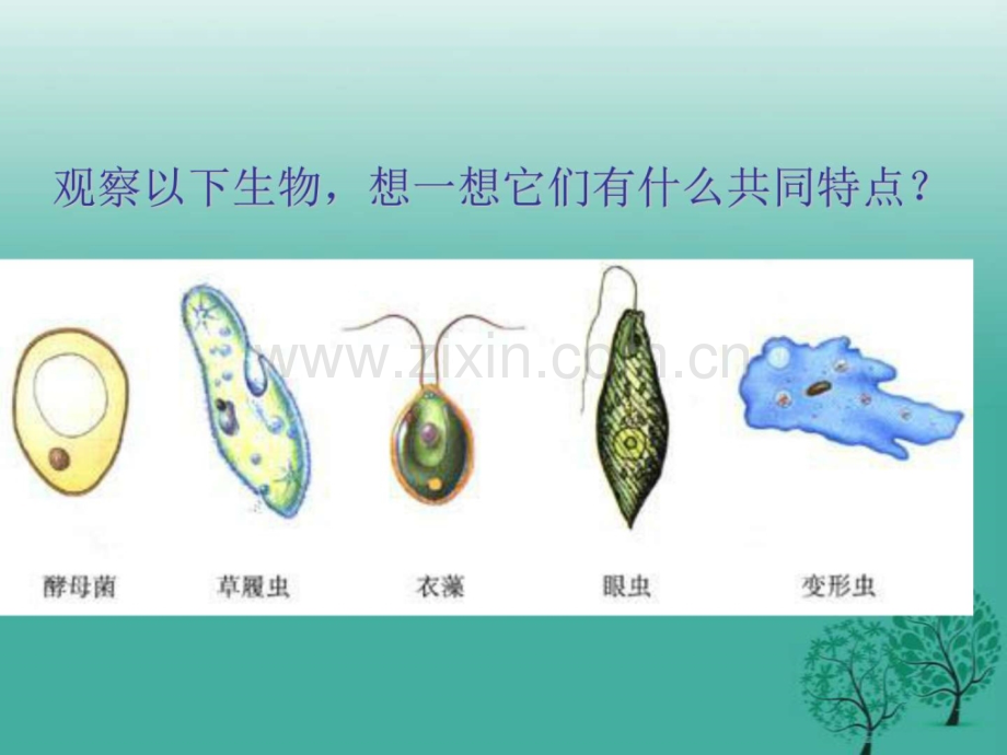 新人教版七级生物上册单.pptx_第2页