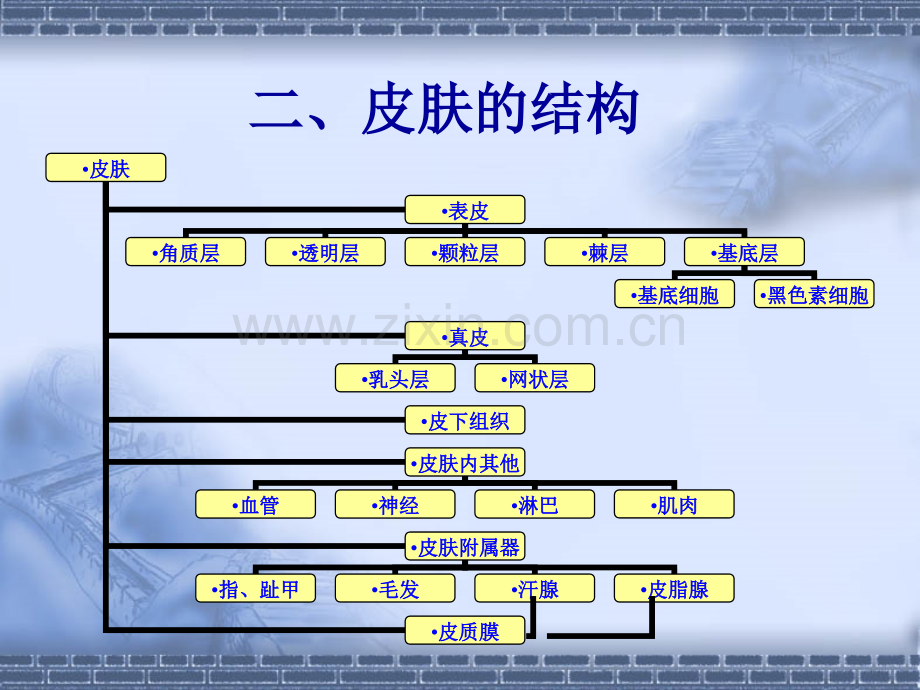 皮肤基础知识1.pptx_第3页