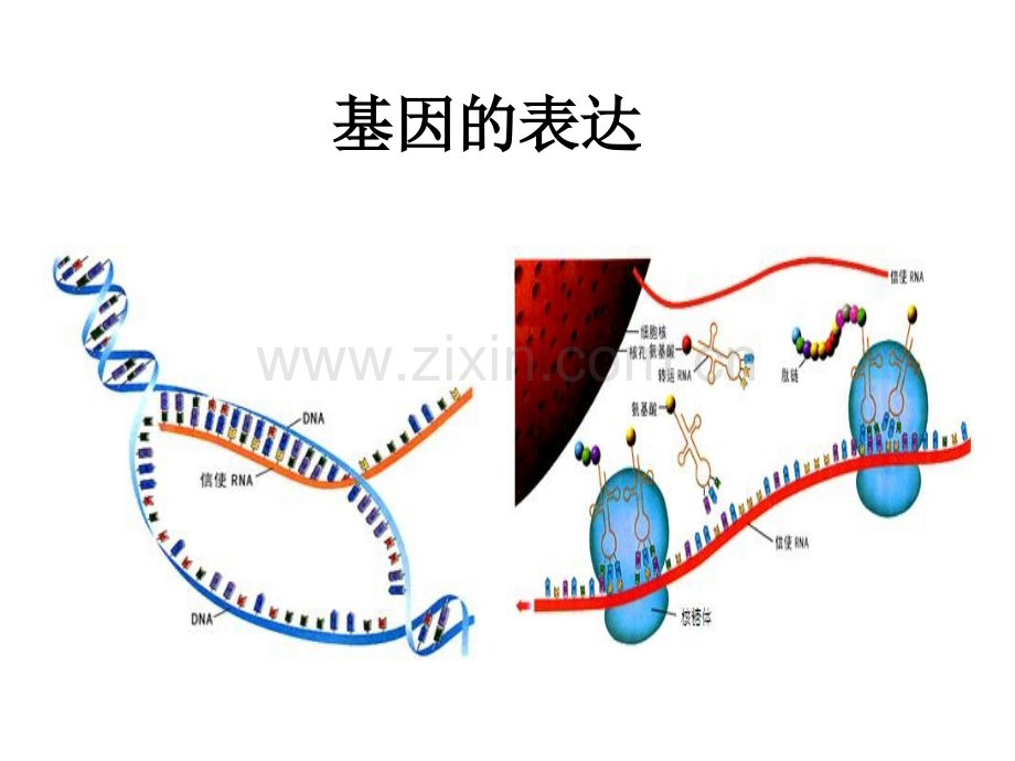 人教版生物必修二基因的表达复习共36张.pptx_第1页