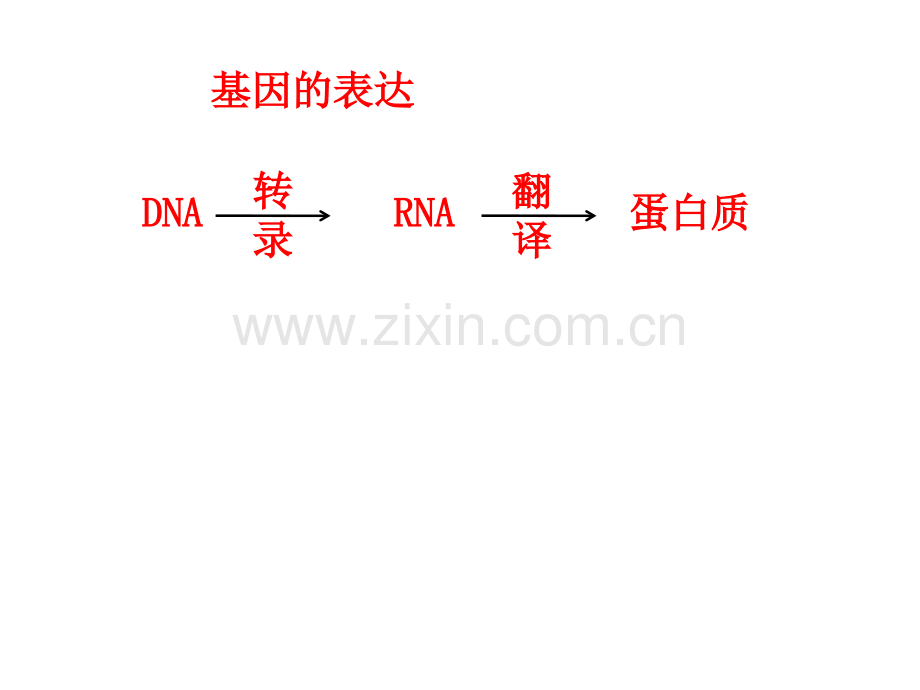 人教版生物必修二基因的表达复习共36张.pptx_第3页