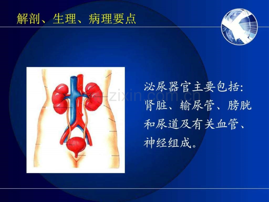 肾内科相关基础知识临床医学医药卫生专业资料.pptx_第2页