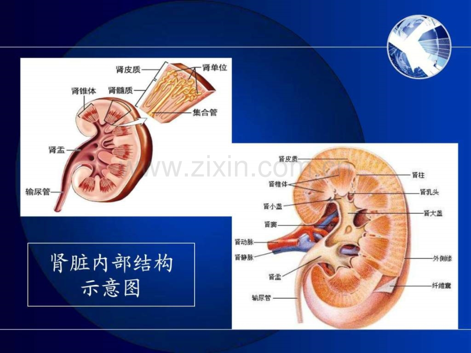 肾内科相关基础知识临床医学医药卫生专业资料.pptx_第3页