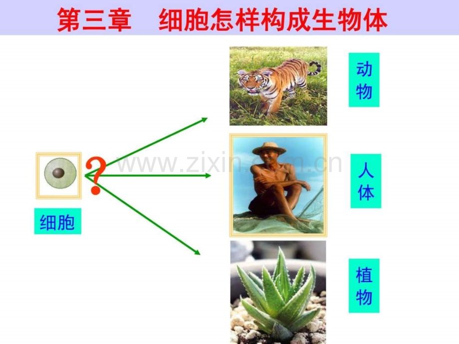 初一生物动物体结构层次.pptx_第2页