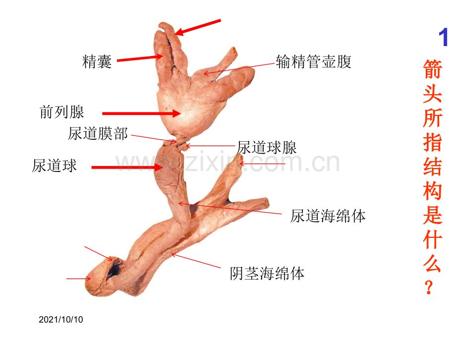 系统解剖学-实验考试题全集.ppt_第1页