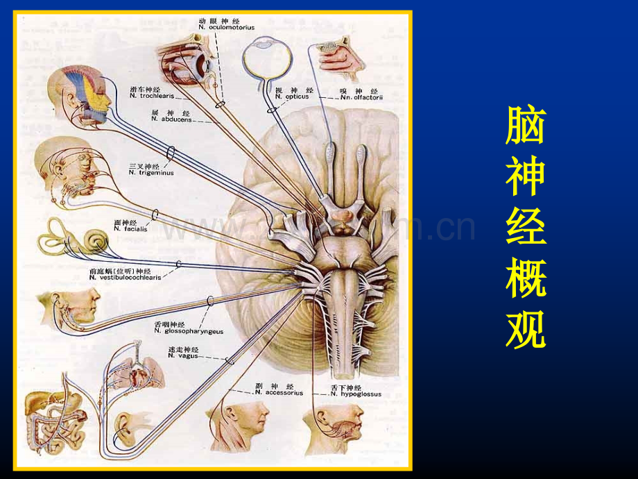 15周围神经系统脑神经.pptx_第2页