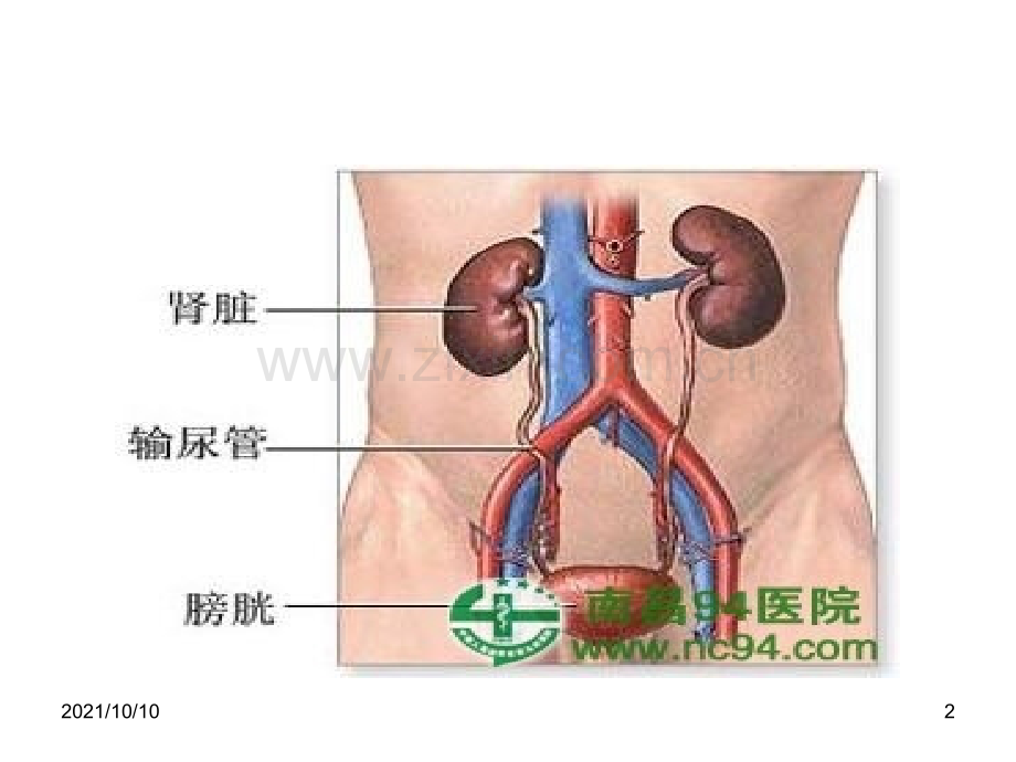 肾病综合征PPT.ppt_第2页