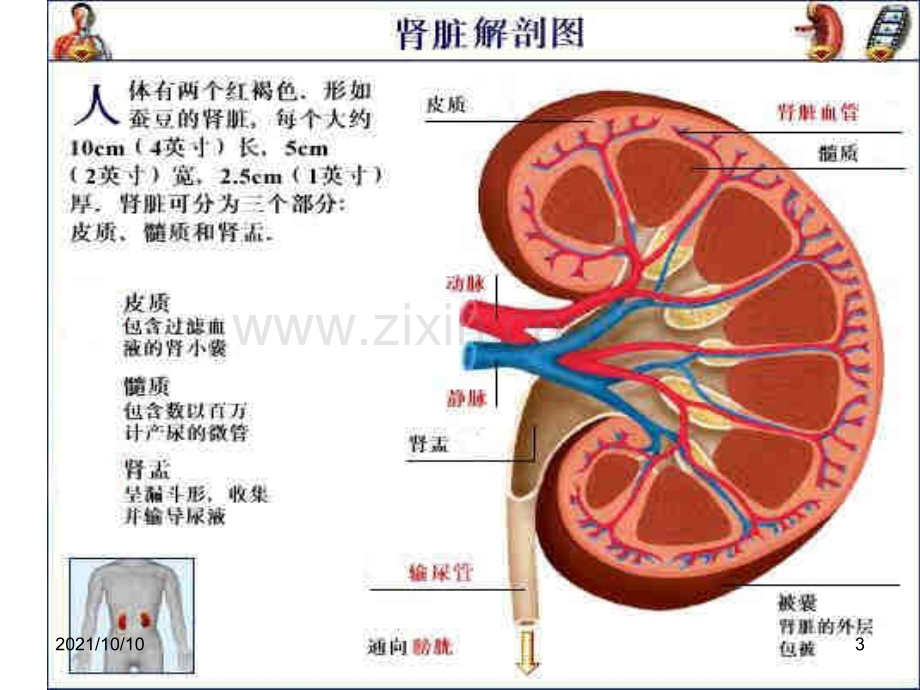 肾病综合征PPT.ppt_第3页