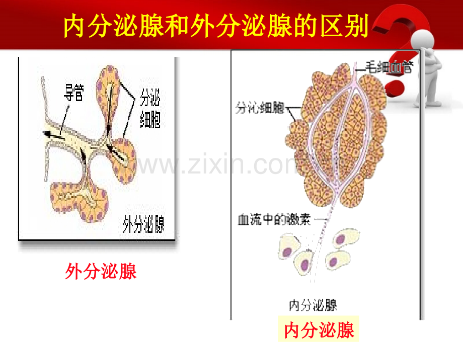 人教版七年级下册生物6.4激素调节-(共29张).ppt_第3页