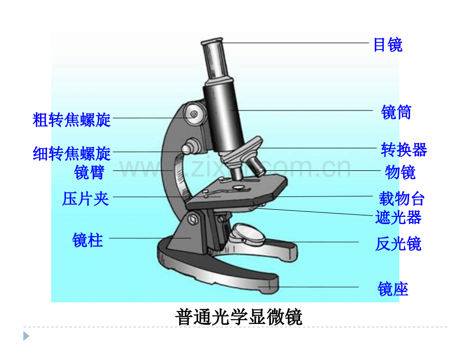 人教版生物必修一高倍显微镜的使用方法.pptx_第1页