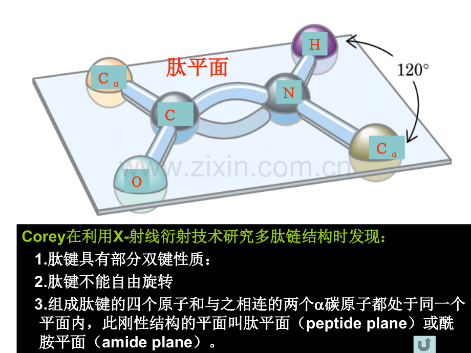 蛋白质的空间结构.pptx_第2页