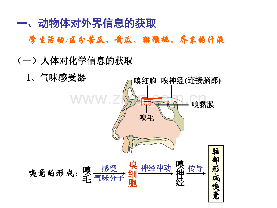 沪科版生命科学高二上51动物体对外界信息的获取.pptx_第2页