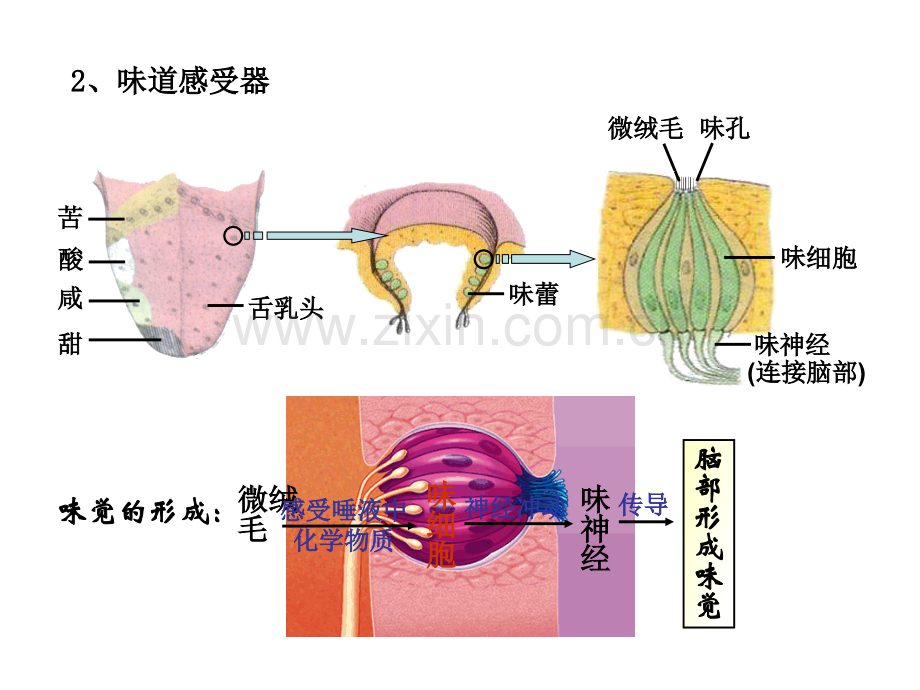 沪科版生命科学高二上51动物体对外界信息的获取.pptx_第3页