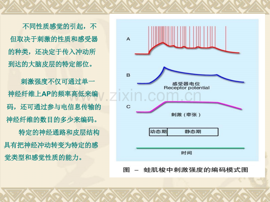 感觉与神经的功能.pptx_第3页