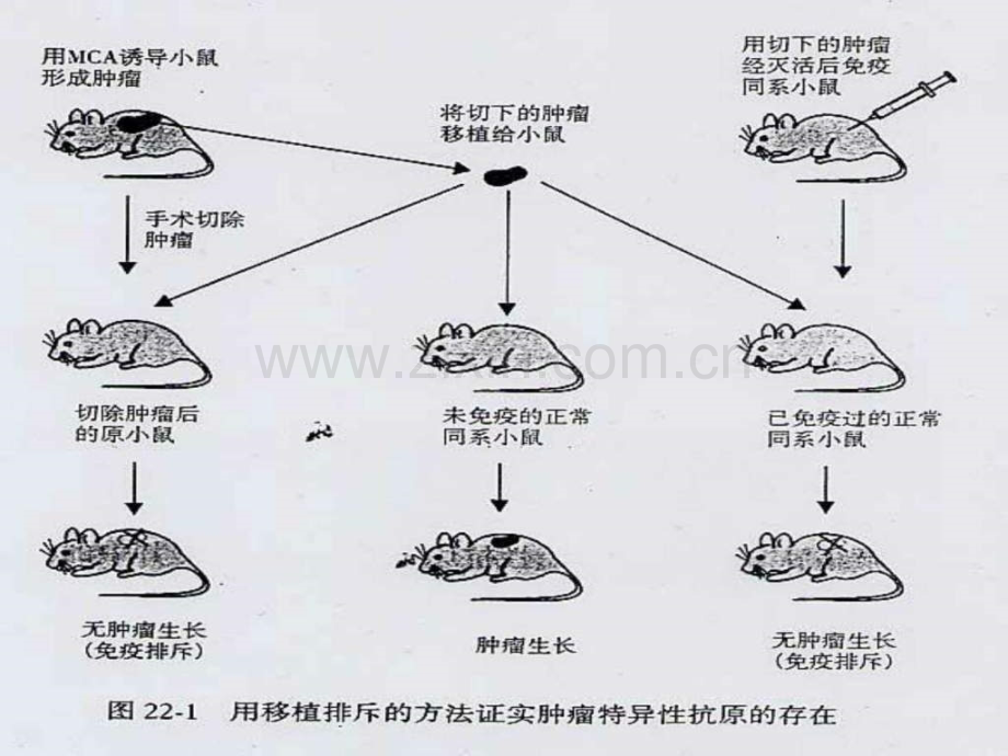 PowerPoint演示文稿医学免疫学课程.pptx_第3页