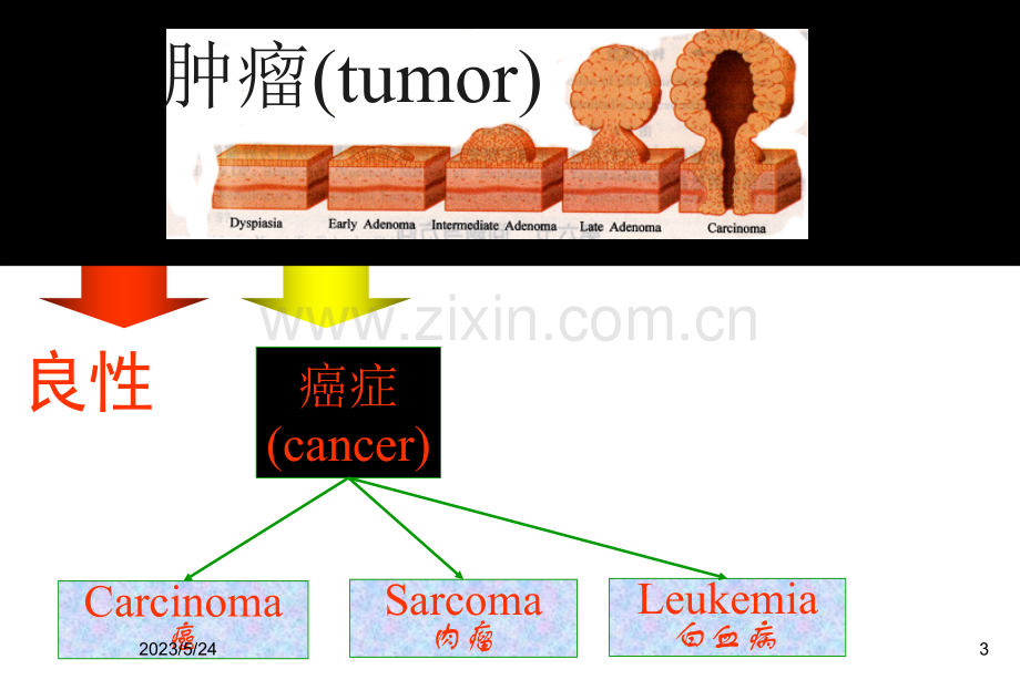 肿瘤分子生物学.ppt_第3页