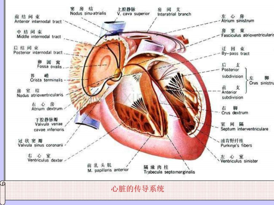 不应期与心电图..pptx_第2页