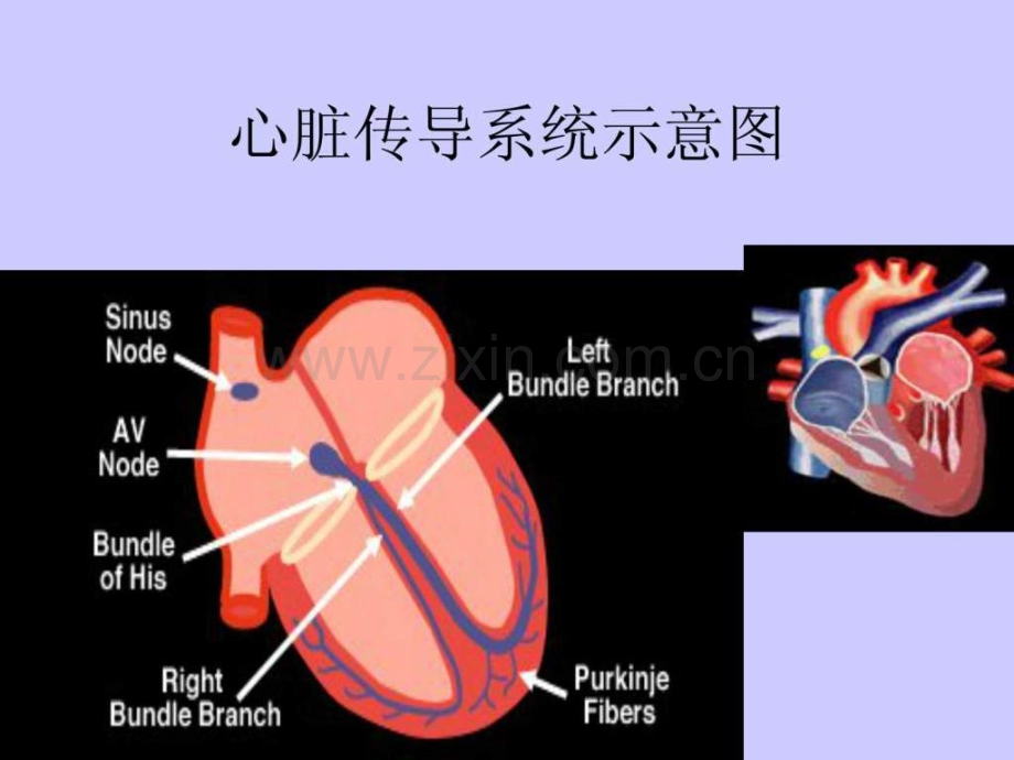 不应期与心电图..pptx_第3页