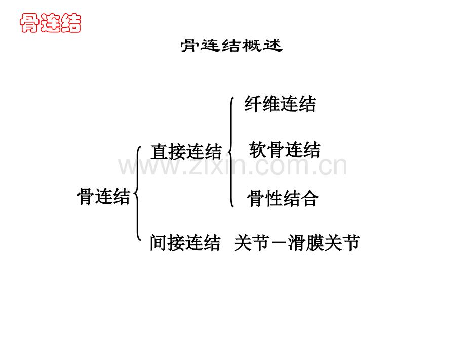 人体解剖学骨连结.pptx_第2页