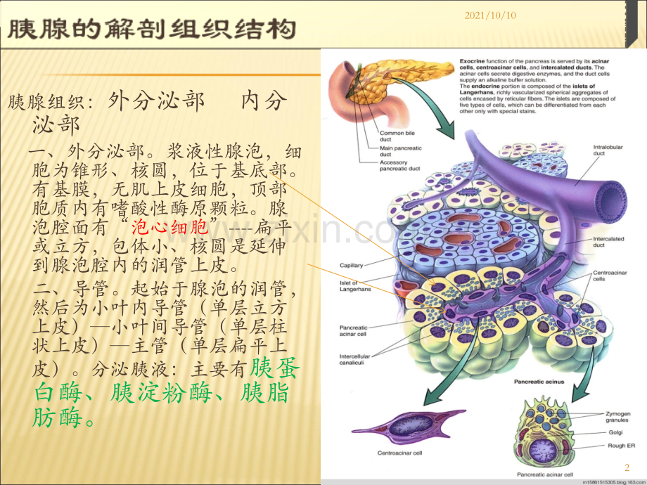 胰腺的组织解剖.ppt_第2页