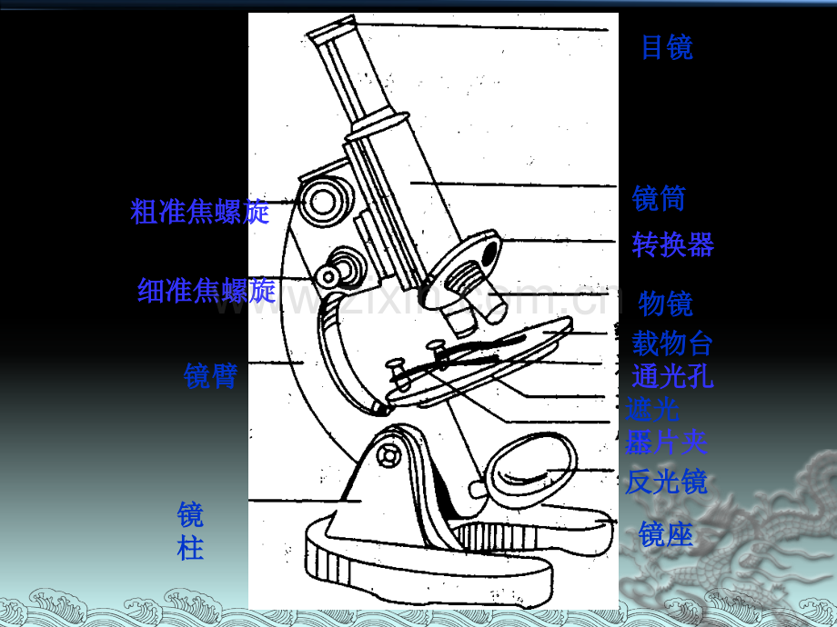 显微镜的使用低倍镜高倍镜.pptx_第3页