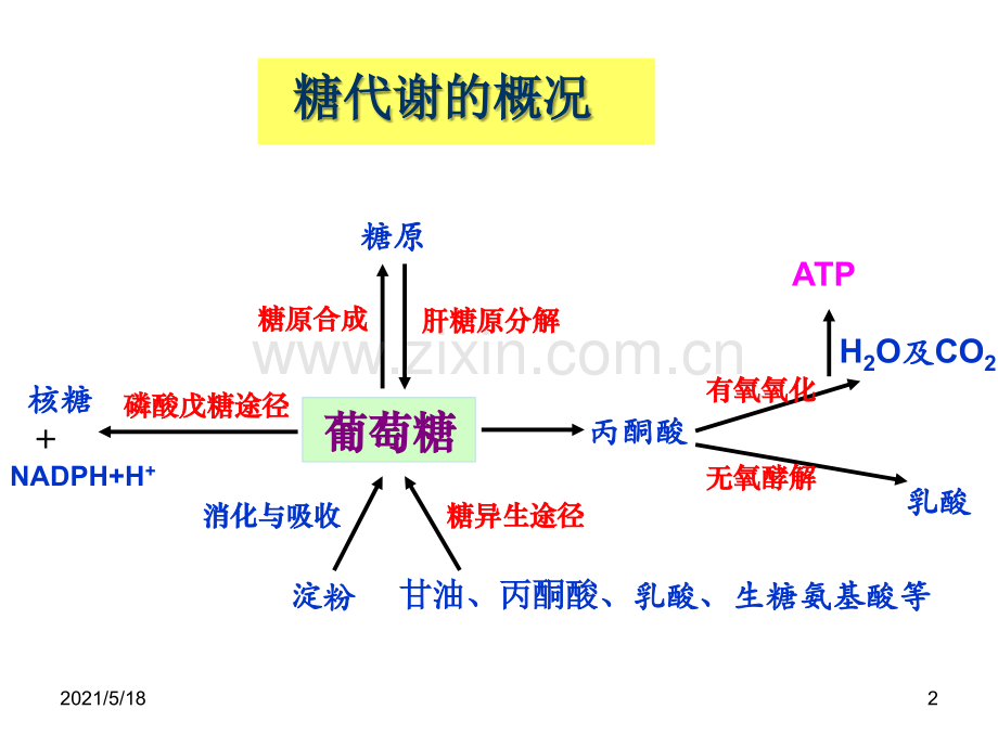 三大物质代谢及相互联系(小结).ppt_第2页