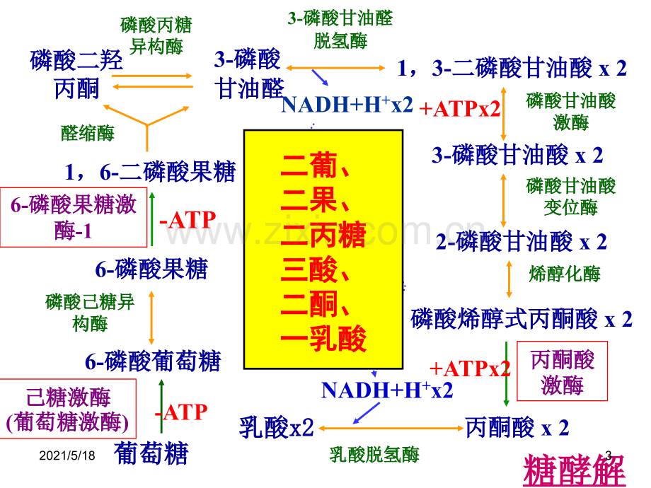 三大物质代谢及相互联系(小结).ppt_第3页